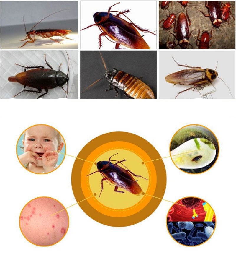 Sachets Eliminateur de Cafards