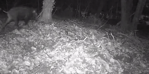 Caméra de chasse 20 MPX avec vision nocturne